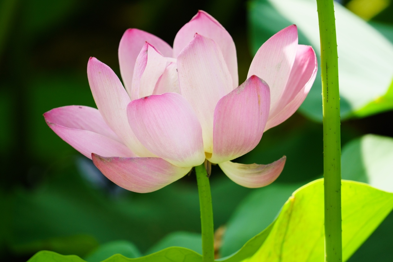 无反全能镜头,适马400mmf5.6测评