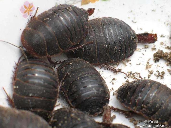 地鳖虫养殖技术教程,地鳖虫养殖前景