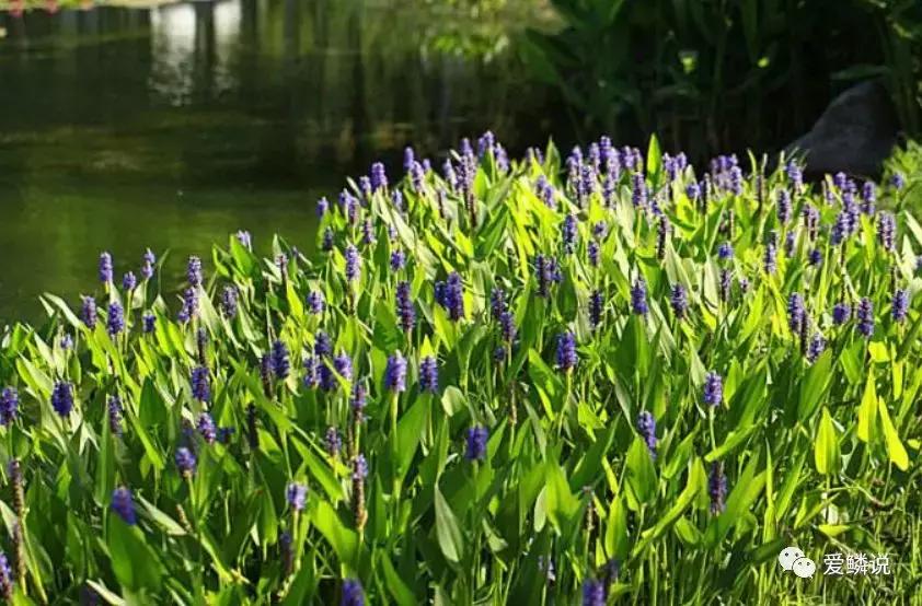 适合锦鲤池水面种植的植物,锦鲤鱼池能长什么植物