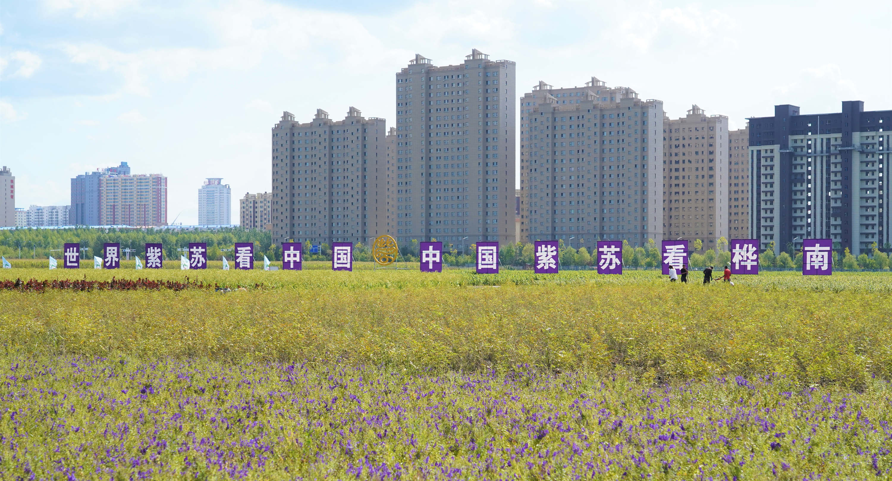 桦南紫苏种植基地在哪里,桦南紫苏简介