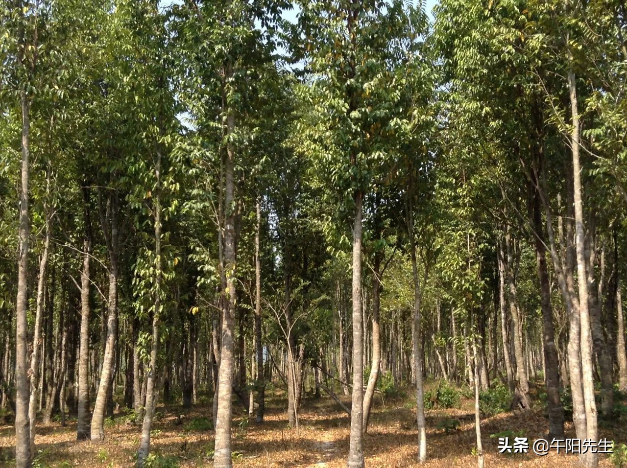 娌夐璇惧爞鐩存挱,娌夐璇惧爞娴峰崡