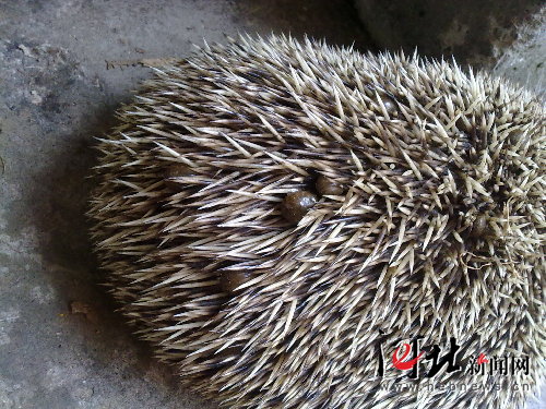 家养猫得猫癣和耳螨的原因,预防猫耳螨日常护理用什么