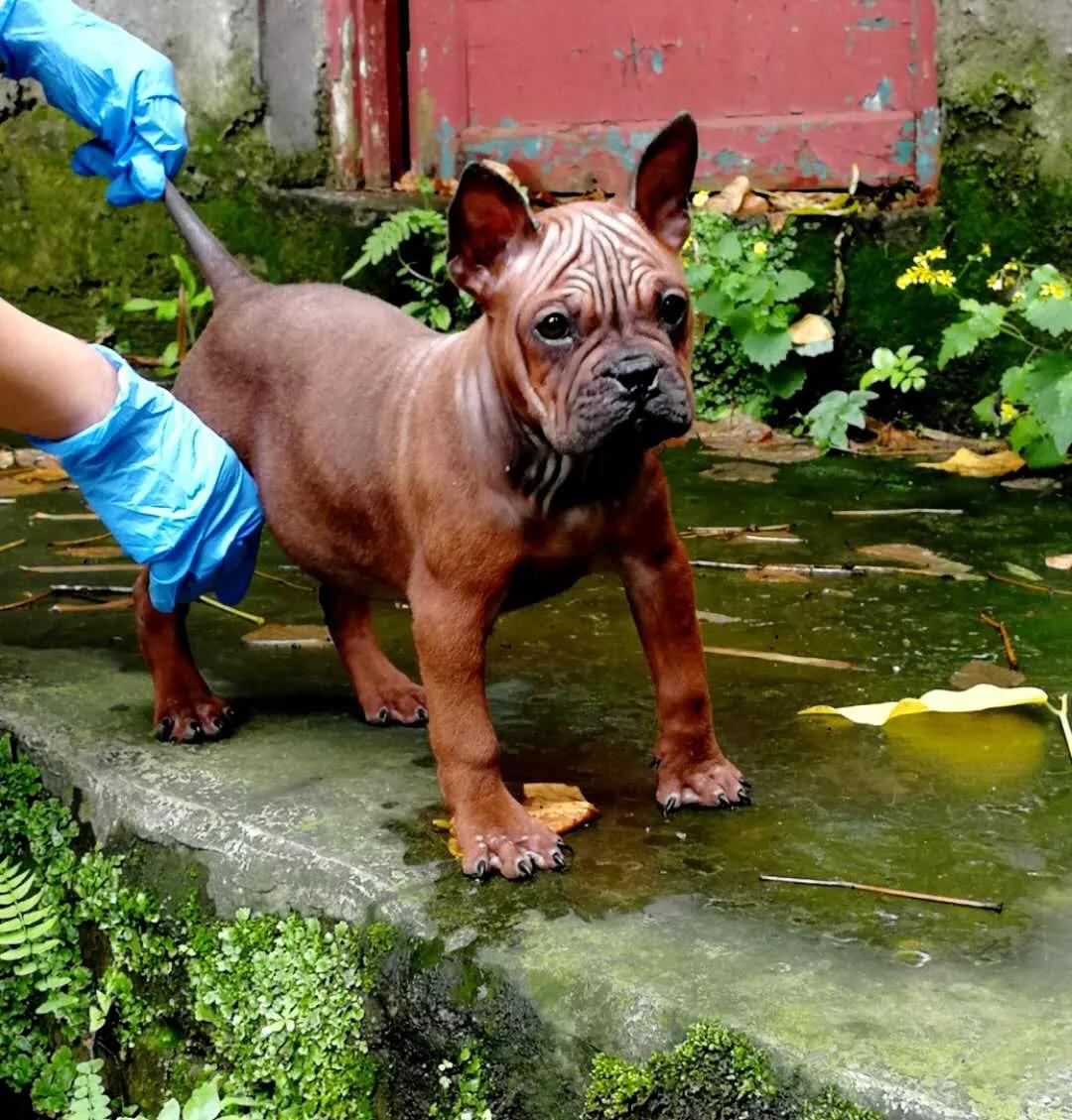 重庆九龙坡川东猎犬基地,川东重庆犬