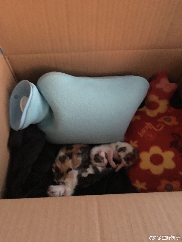 发布领养狗的朋友圈,发布宠物领养文字