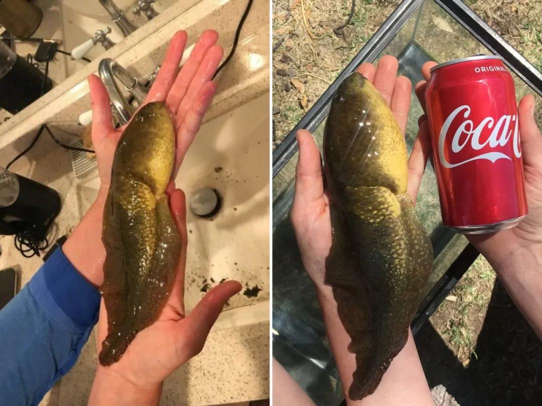 30张活久见的巨物照片,23张令人窒息的照片太像了