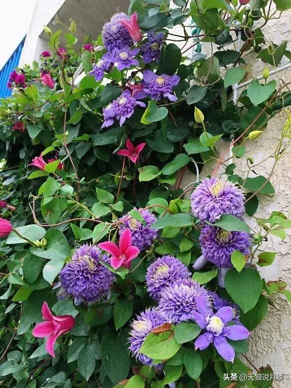 露台打造花海,她用10年改造庭院