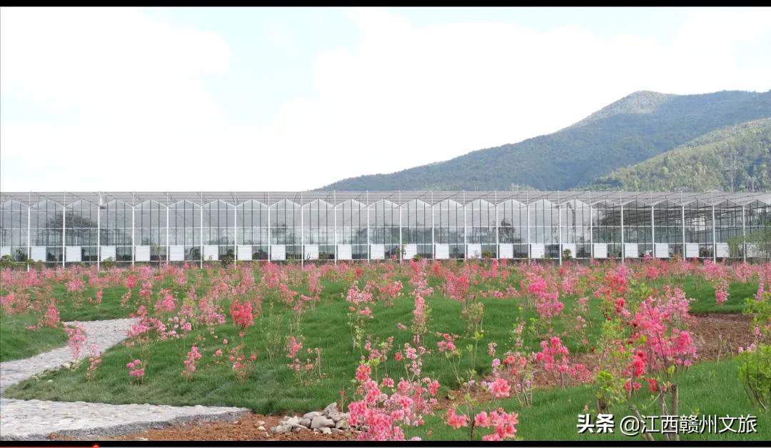 会昌小密花乡旅游景区在哪儿,会昌小密花乡最新规划