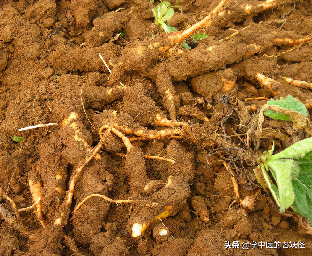 玄参生地黄有清热凉血功效吗,清热凉血第一药生地黄