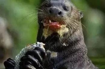 你们吃的野味蜜獾，居然是称霸非洲的平头哥