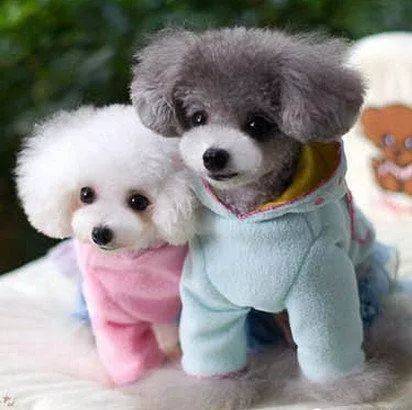 泰迪为啥都那么聪明,泰迪为啥那么多人喜欢