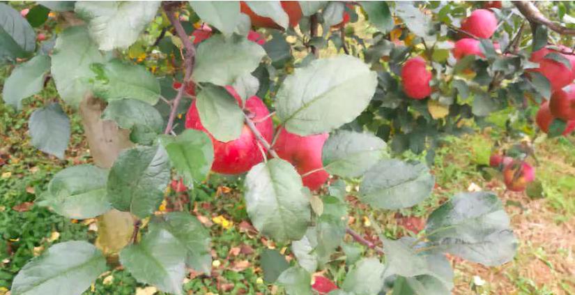 银叶病的防治方法,银叶虫怎么消灭