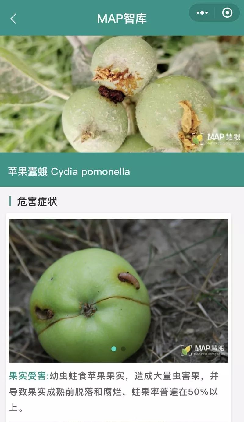 吃苹果不小心吞了虫子有什么后果,吃苹果咬到多少条虫最可怕