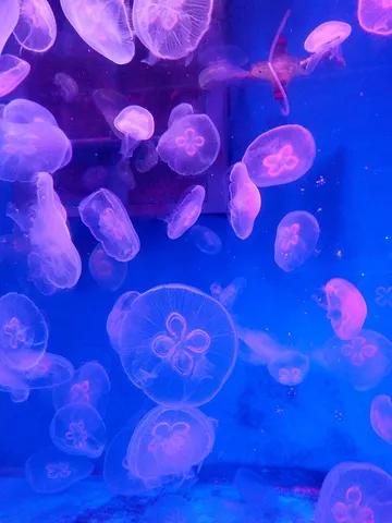 大连旅游攻略精致景点推荐,大连必去的打卡景点