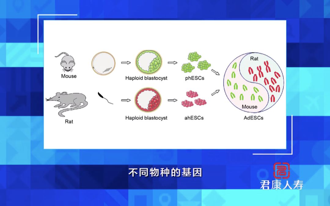 干细胞有哪些新突破,干细胞技术到底能为我们做什么