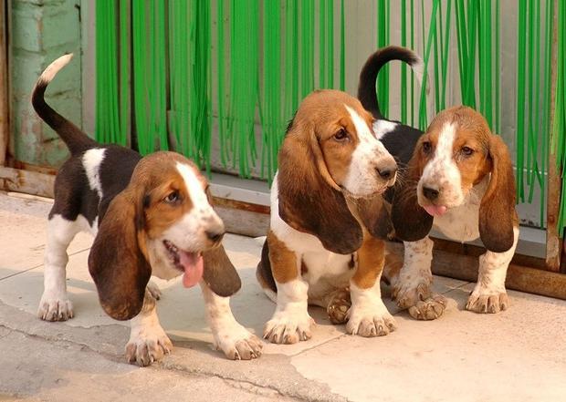 世界上一百种狗的图片,世界十种名贵狗