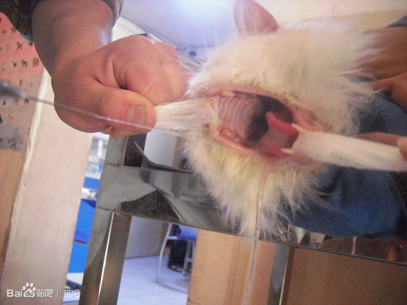 猫咪口腔溃疡最简单的治法,猫咪口炎口腔溃疡怎么治