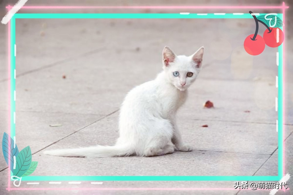 捡到没断奶的流浪猫应该怎么办,捡到无毛流浪猫怎么办