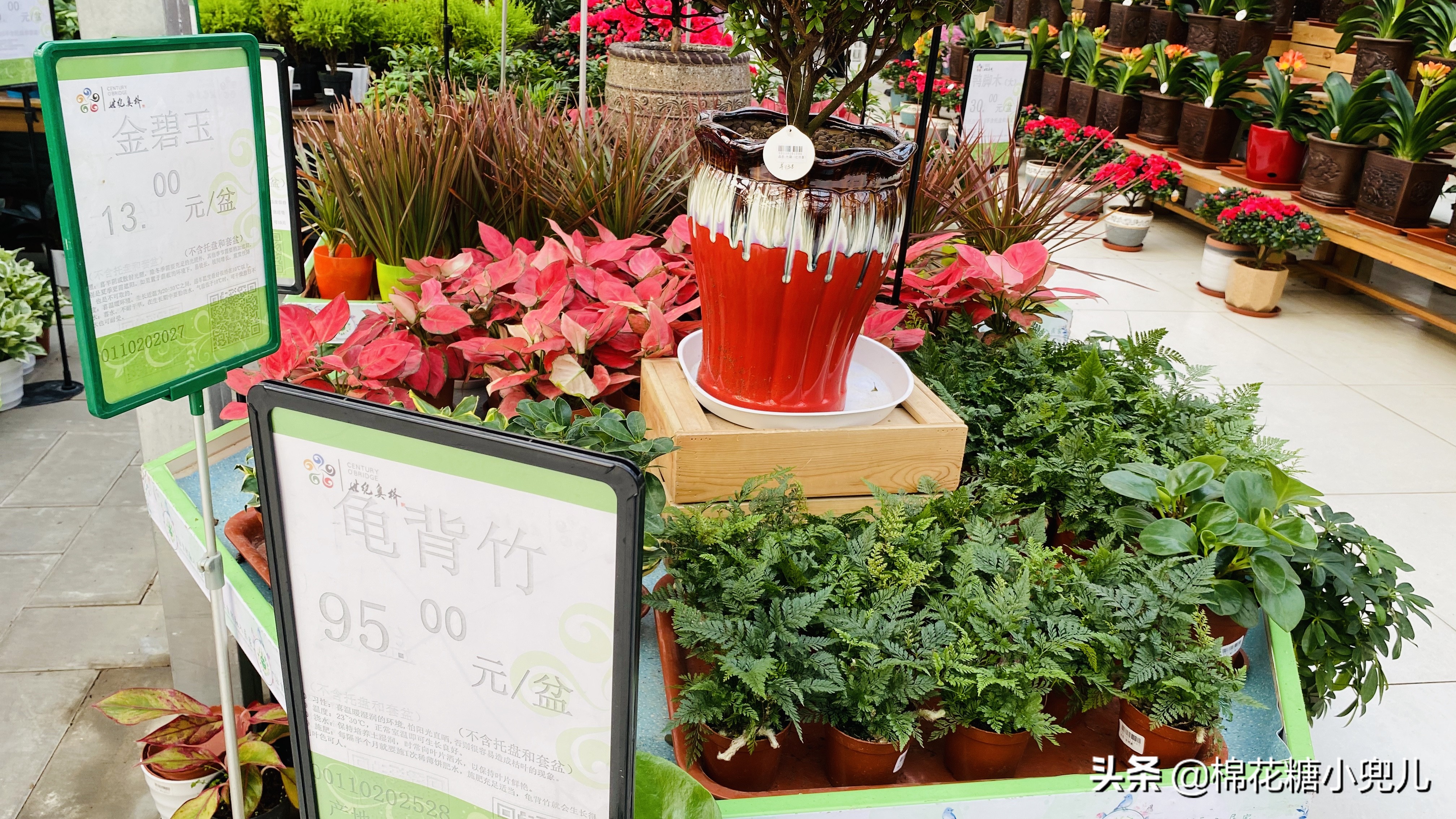 北京最大花卉绿植市场,北京最便宜绿植花卉市场