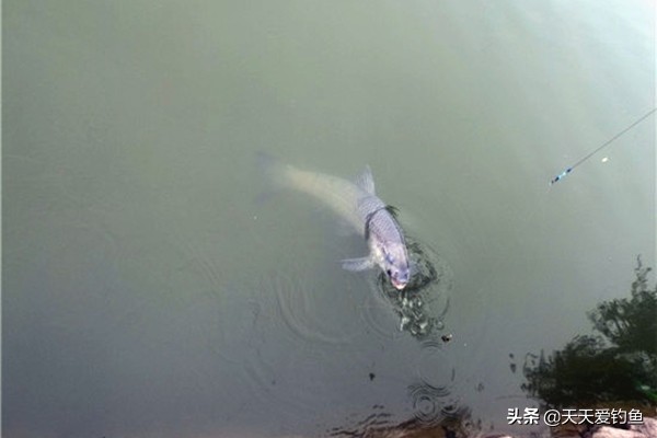 自然水域钓大鱼竿子怎么选择,自然水域野钓鲤鱼技巧及方法