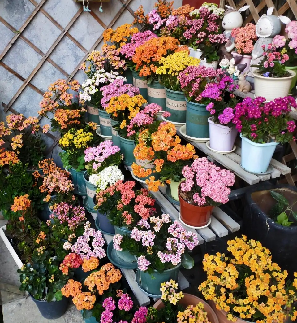 这“38种花”，当你开始收集品种时，你已入坑颇深