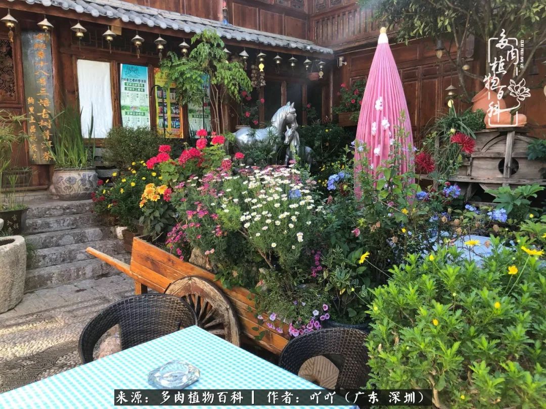 涓冨僵浜戝崡澶氳倝,浜戝崡澶氳倝涔嬫梾