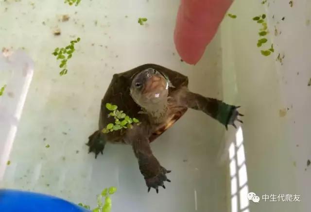 怎样的环境能让龟不会腐甲,如何用最便宜的龟养出华丽的感觉