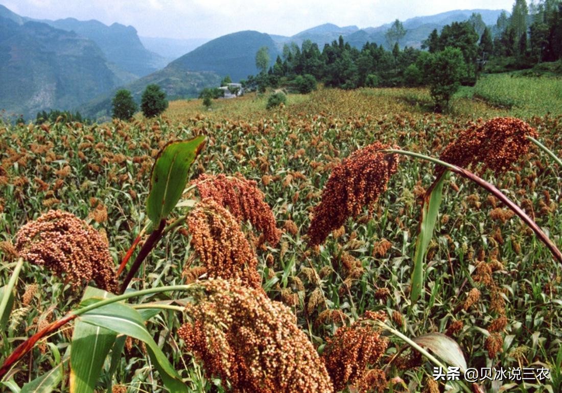 高粱种植技术和方法,高粱的正确播种方法