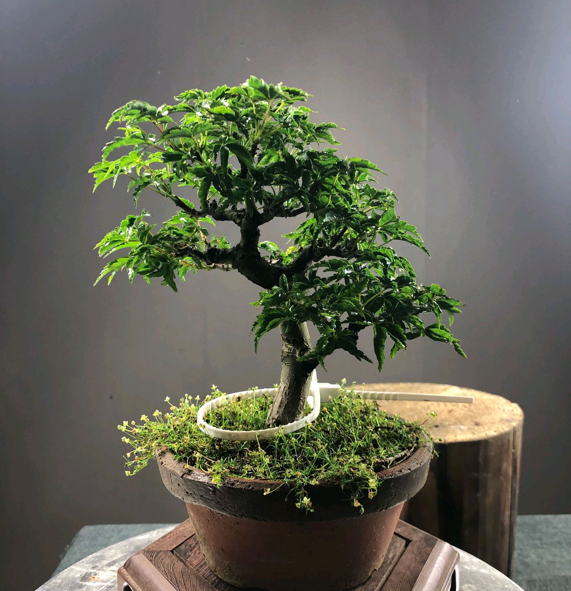 哪些花卉不适合喷磷酸二氢钾,花卉磷酸二氢钾能连续使用吗