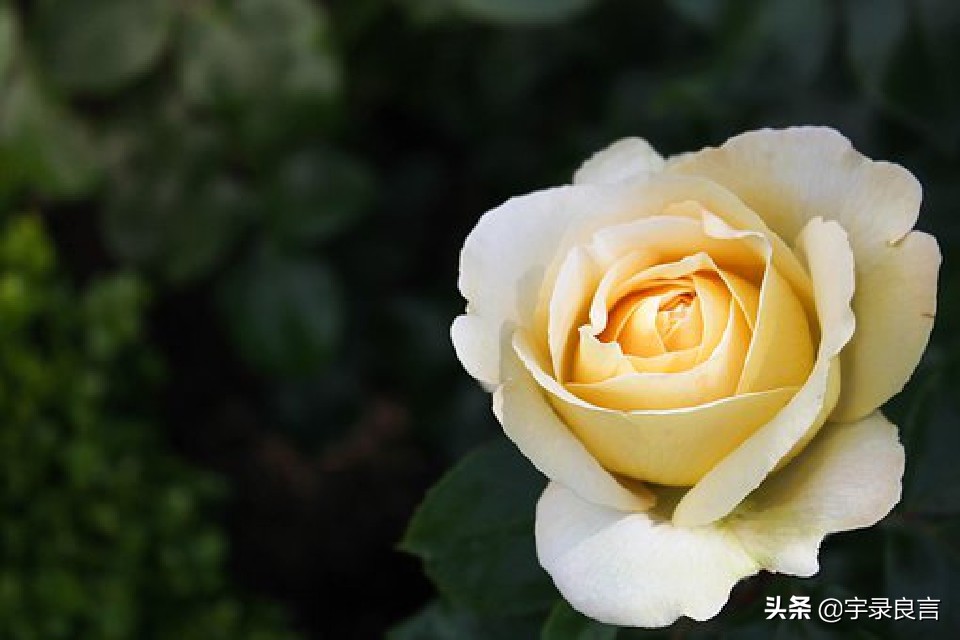 鼠年吉祥万事顺意身体健康,祝所有人鼠年万事顺利