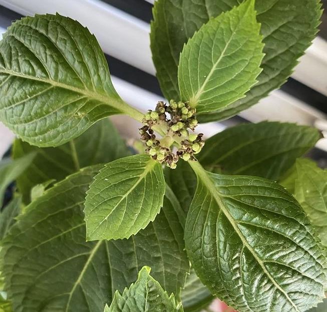 夏天需要给绣球施肥吗,夏天适合养无尽夏