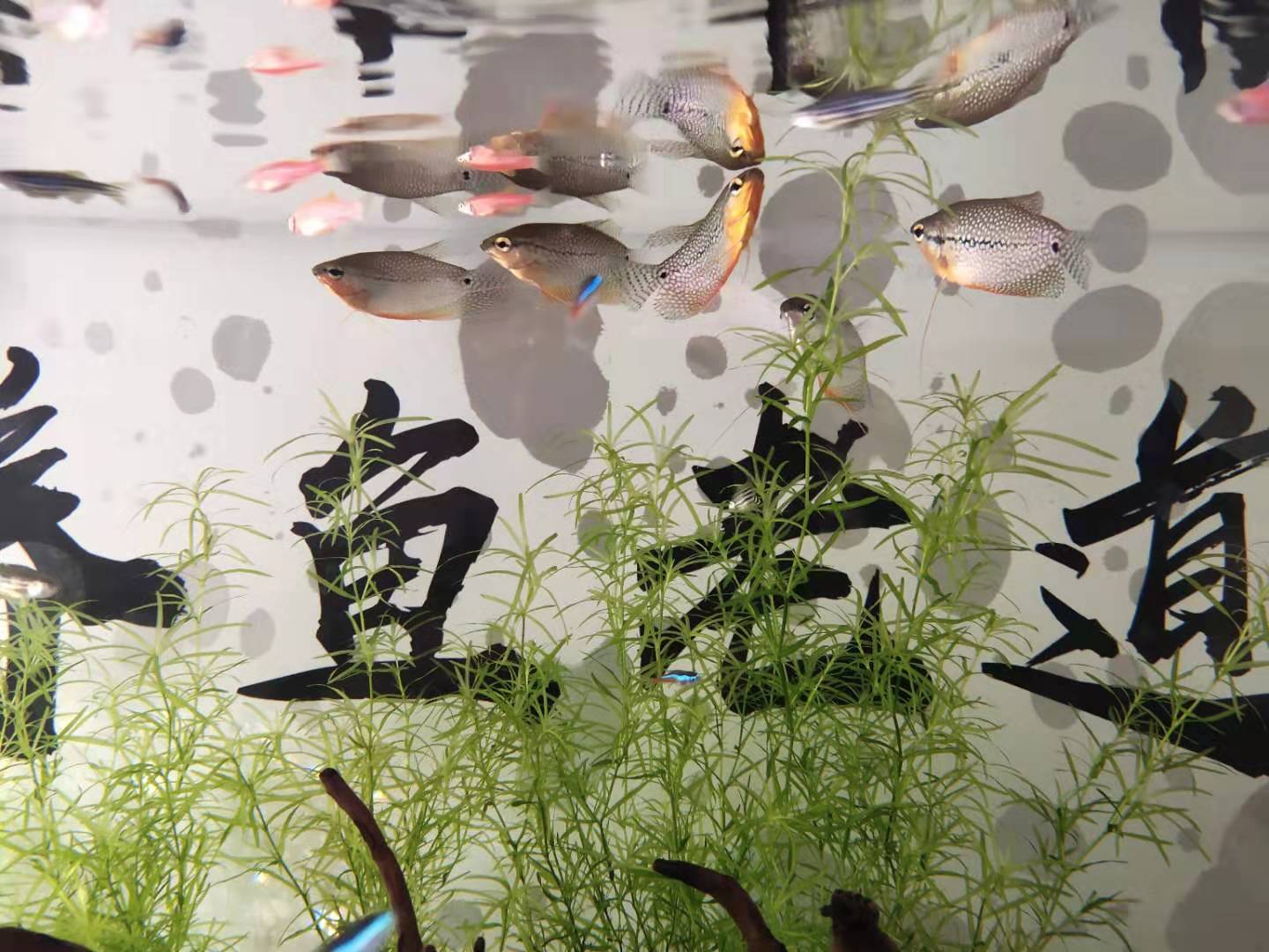 鱼缸漏水最快解法,鱼缸漏水最简单的补漏方法