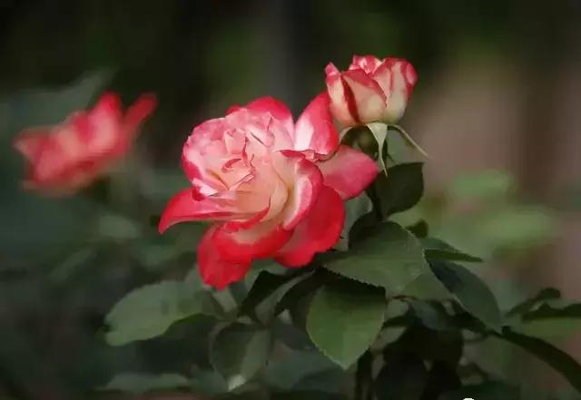 4000种不一样的玫瑰品种大全,100种玫瑰品种图鉴大全