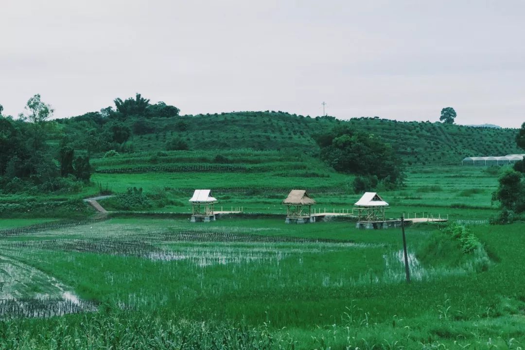 田园风光稻田帐篷,稻田星空露营基地