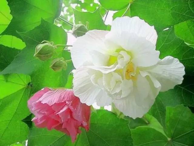 赏花时间表,赏花季节及图片