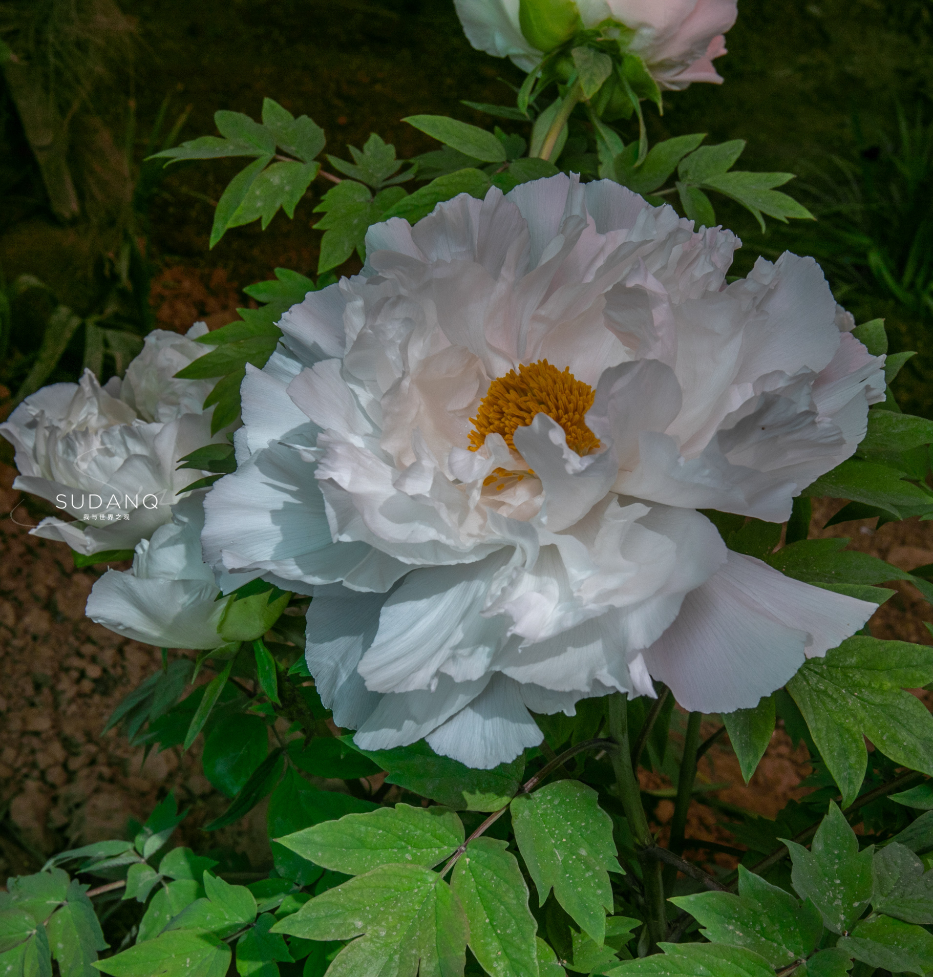 洛阳牡丹甲天下还有吗,洛阳牡丹甲天下的美景