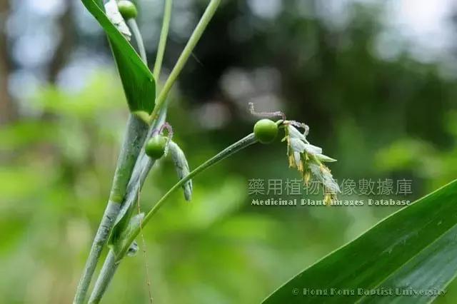 每天一味中药陈皮,每天一味中药沙苑子