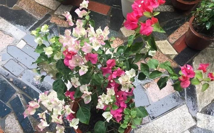 刚买的花，发蔫落苞加黄叶！为什么呢？多半是放错了位置