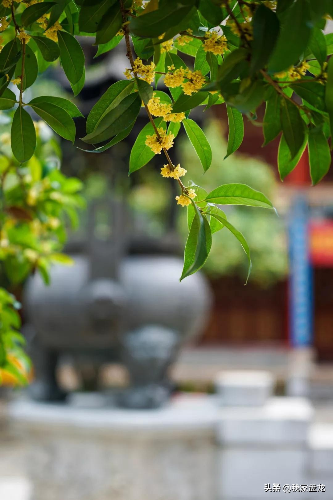 在盘龙的桂花香里，亲吻这个秋天|黑龙潭公园美图大赏