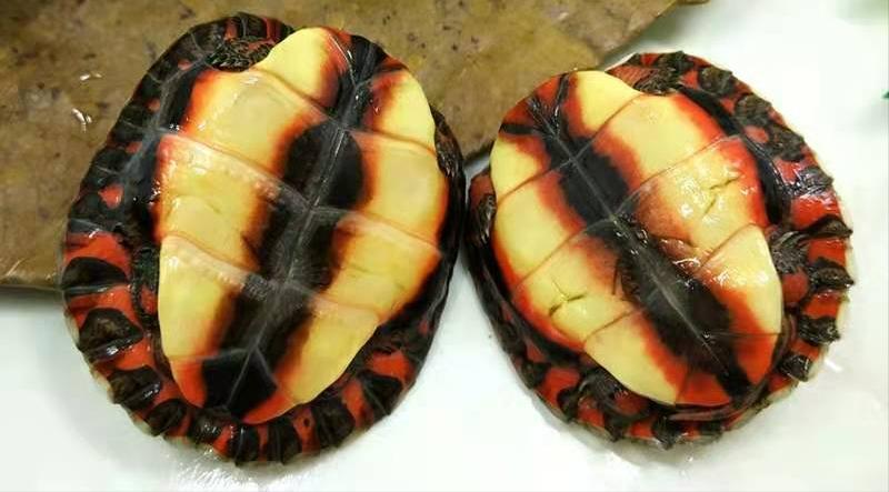 深水龟选什么龟好,如何选龟养龟