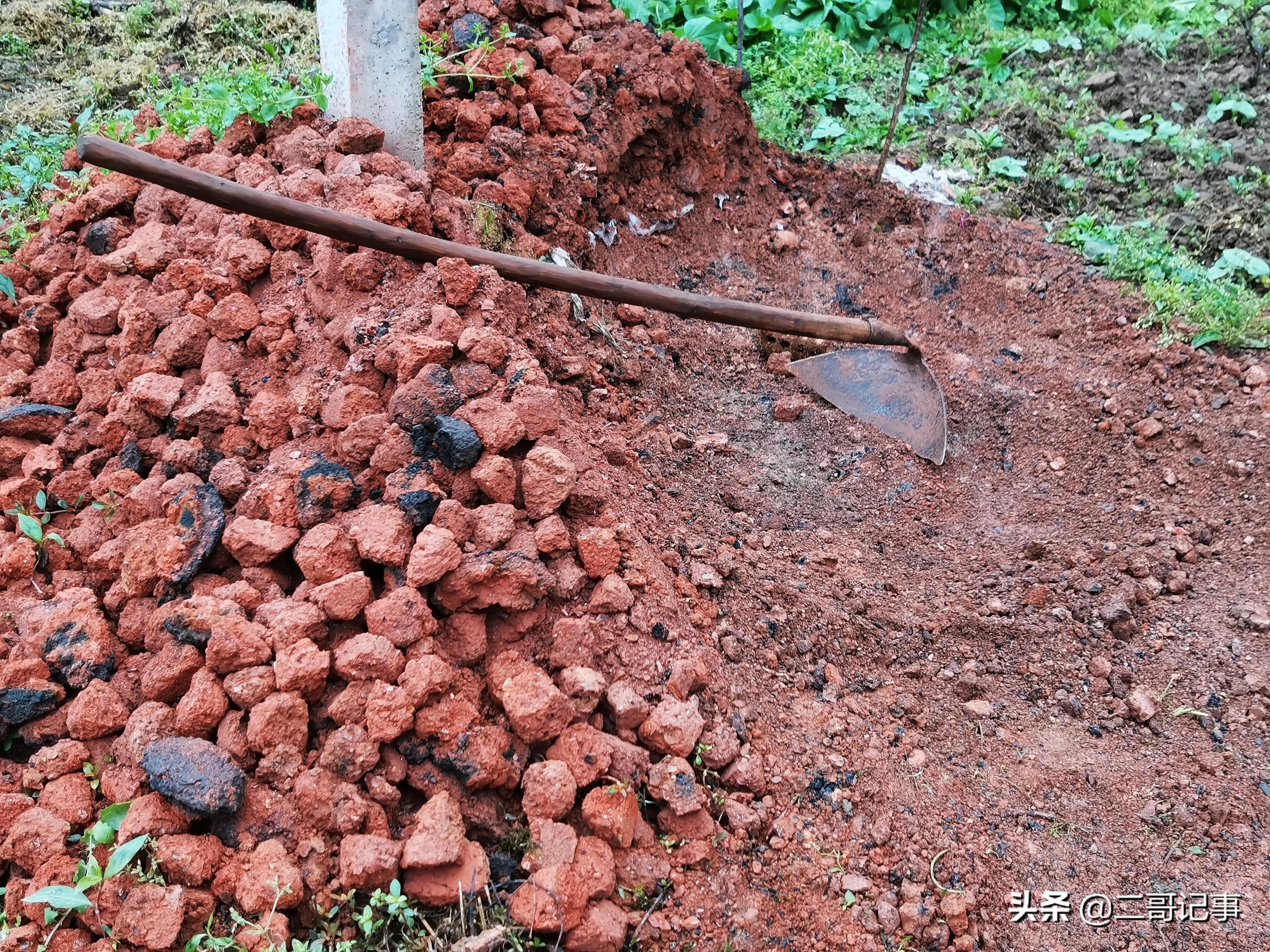 生姜苗发黄枯死怎么治,种生姜切开变黑是怎么回事