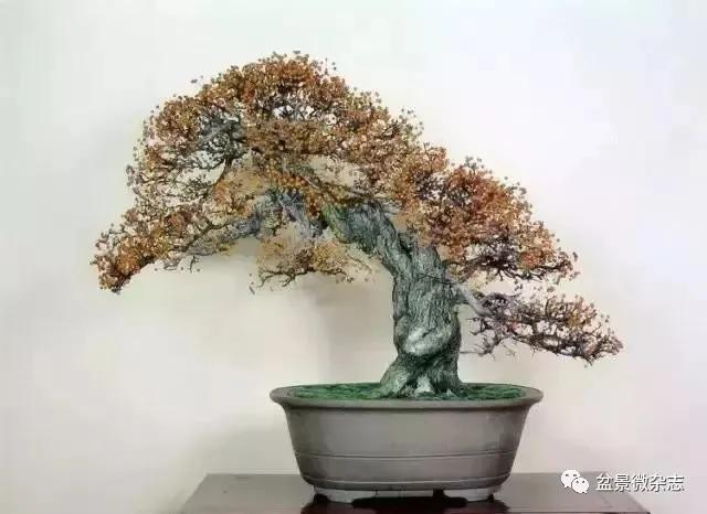 日本黄金光叶榉盆景 (日本风神盆景图片)