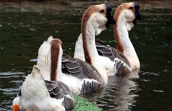 探店壹只卤鹅,壹只卤鹅车公庙店