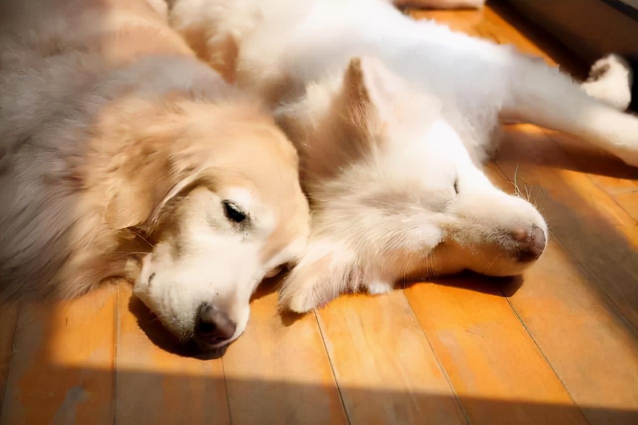 狗狗毛发粗糙怎么改善,狗狗毛发干燥可以擦橄榄油吗