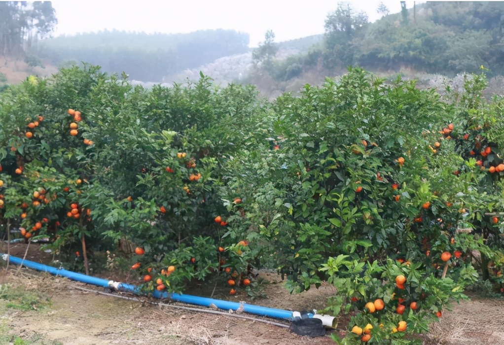 挂果期长达4个月,商贩还不知足用“药水”泡,口碑受损害了果农