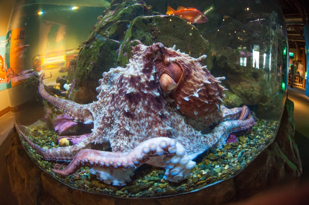 章鱼是外星人后裔？困扰进化论多年，8亿年前就走上了智商捷径