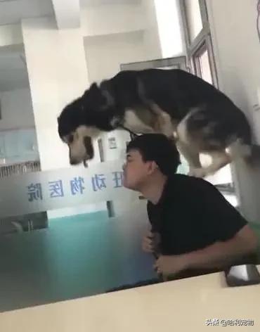 哈士奇粘鼠板搞笑视频,哈士奇被粘鼠板粘住