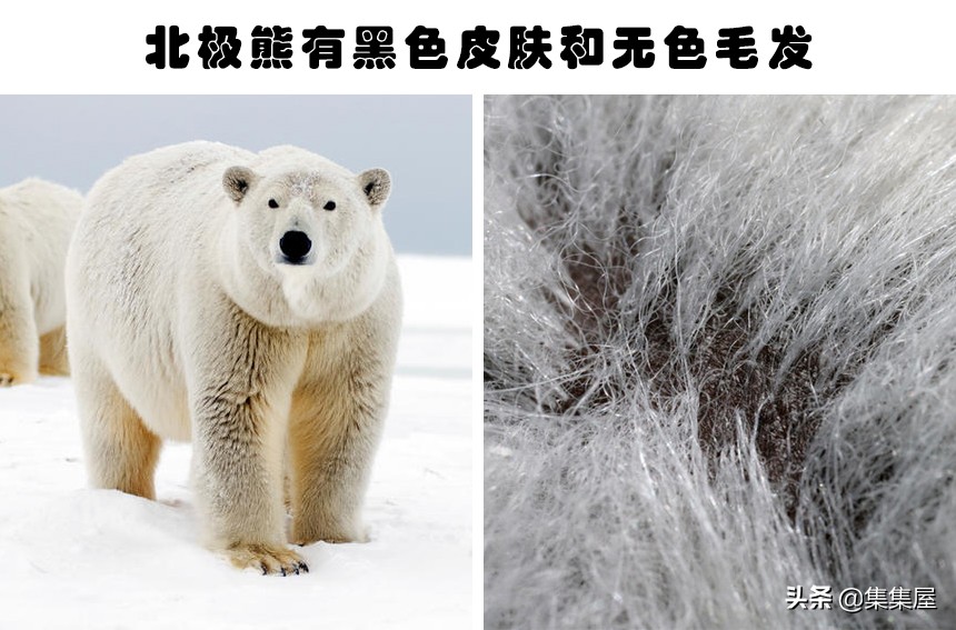 来自动物世界的22个有趣事实,动物世界中有什么有趣的现象