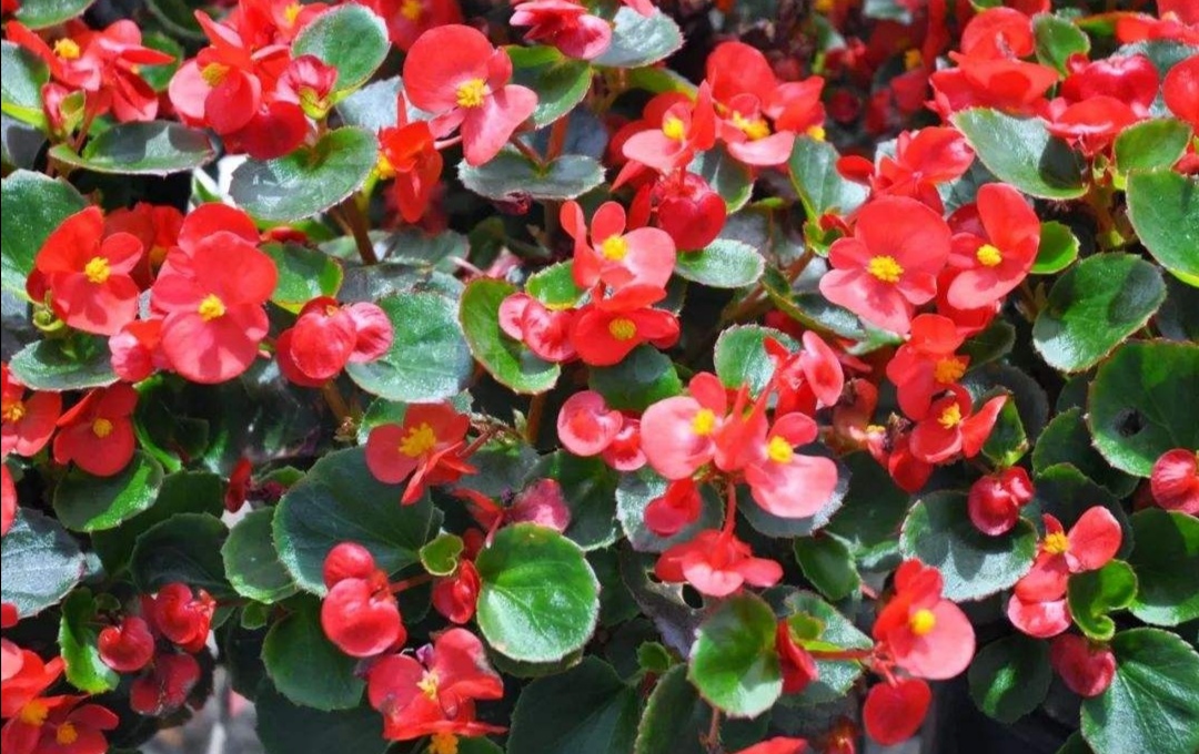 怎么才能让四季海棠开花多,四季海棠只长叶不开花怎么办