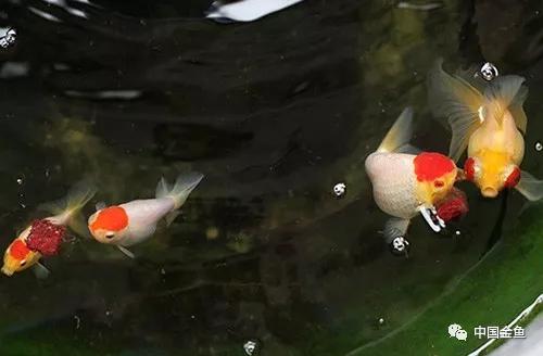 家庭金鱼养殖技术视频教程,家庭饲养金鱼攻略养鱼容器的选择