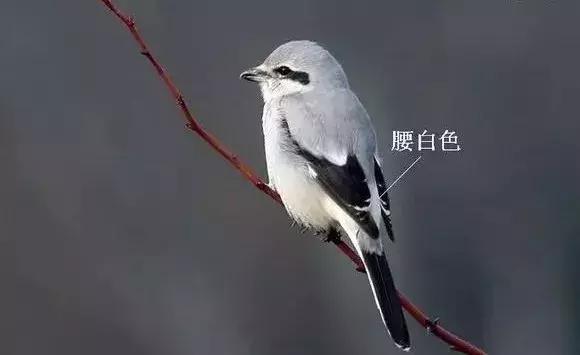 伯劳鸟饲养,没睁眼的伯劳怎样饲养